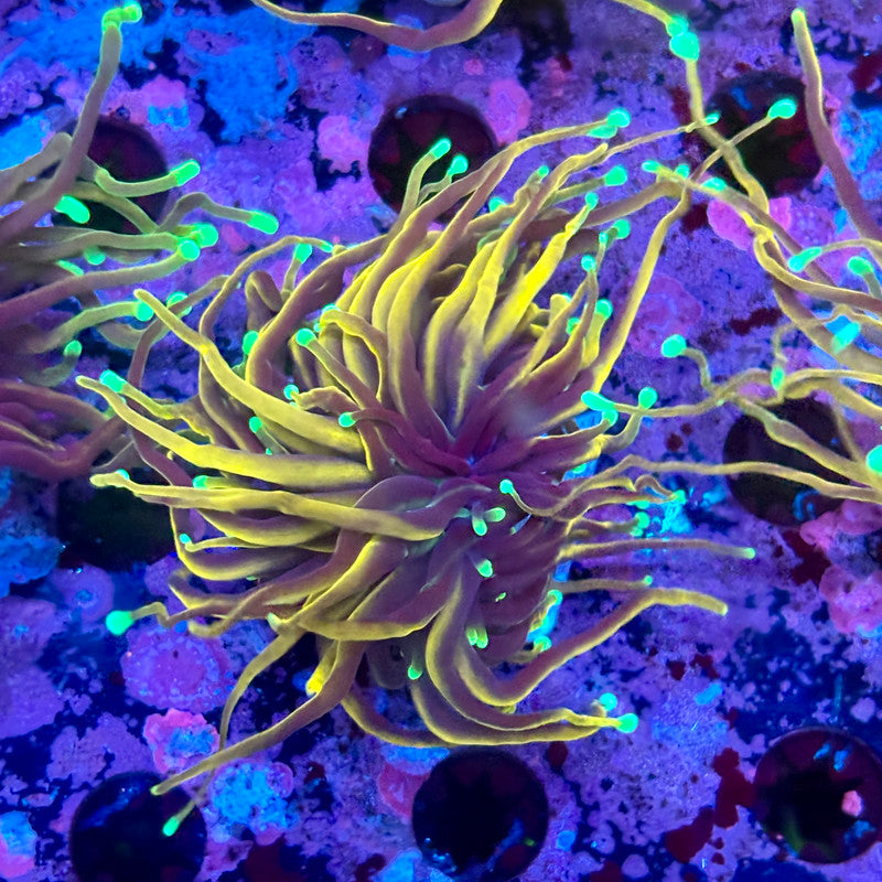 M5-15-M10 || Single Head Jester Torch WYSIWYG