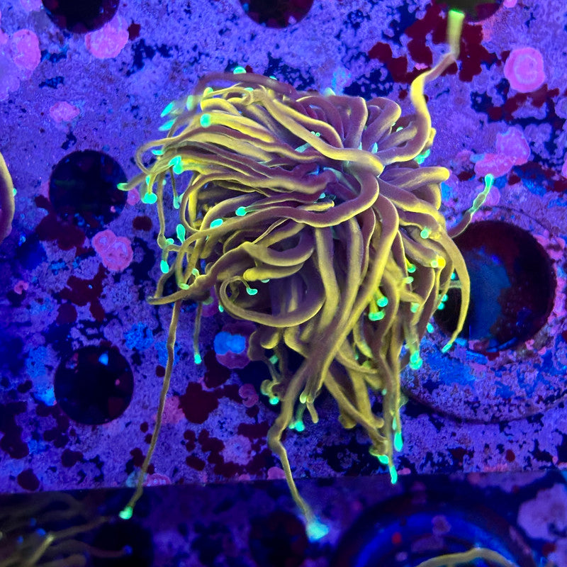 M5-17-M10 || Single Head Jester Torch WYSIWYG