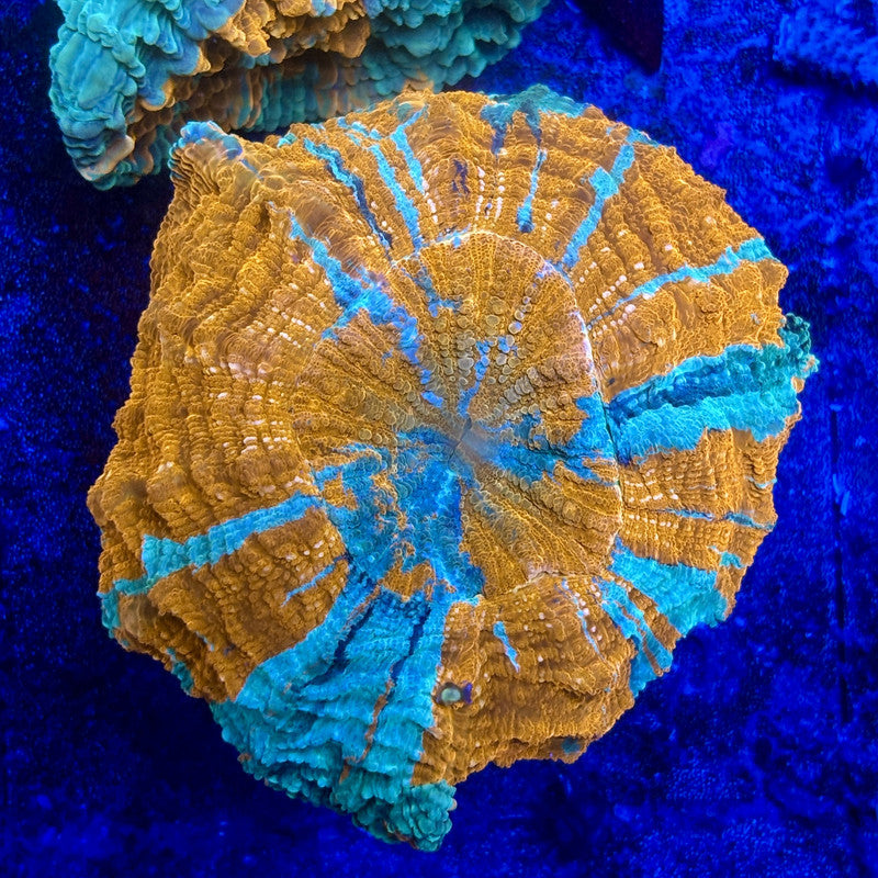 B14-01-M11 || Rainbow Acanthophyllia