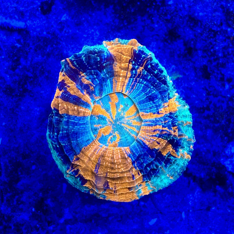 B14-07-M11 || Rainbow Acanthophyllia