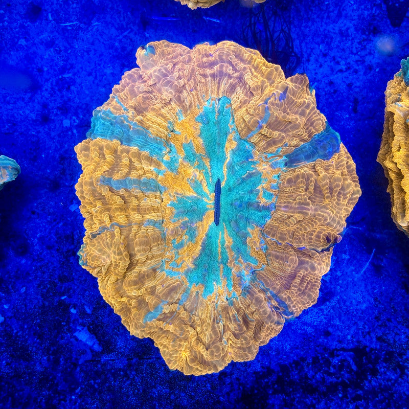 B15-03-M11 || Rainbow Acanthophyllia