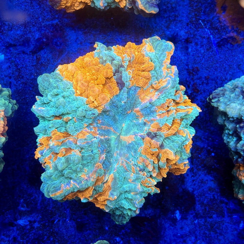 B15-06-M11 || Rainbow Acanthophyllia