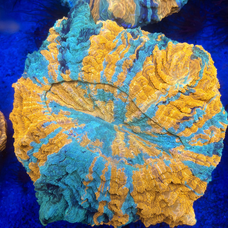 B16-01-M11 || Rainbow Acanthophyllia