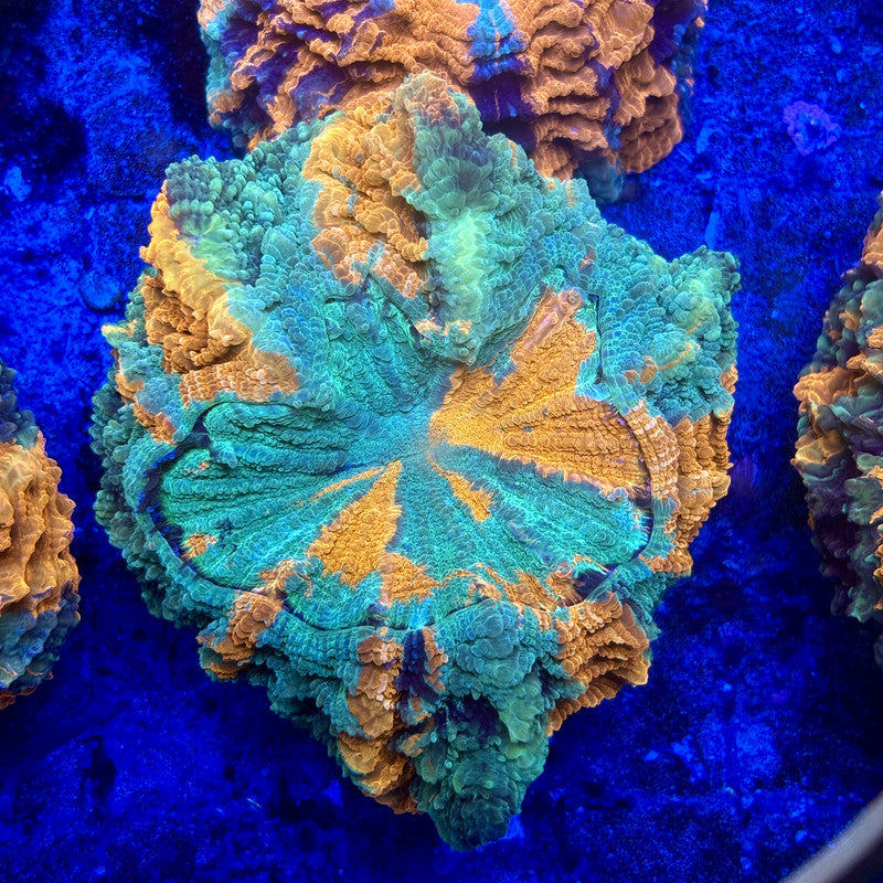 B16-03-M11 || Rainbow Acanthophyllia