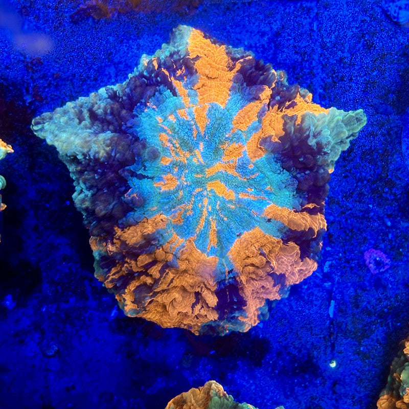 B16-04-M11 || Rainbow Acanthophyllia