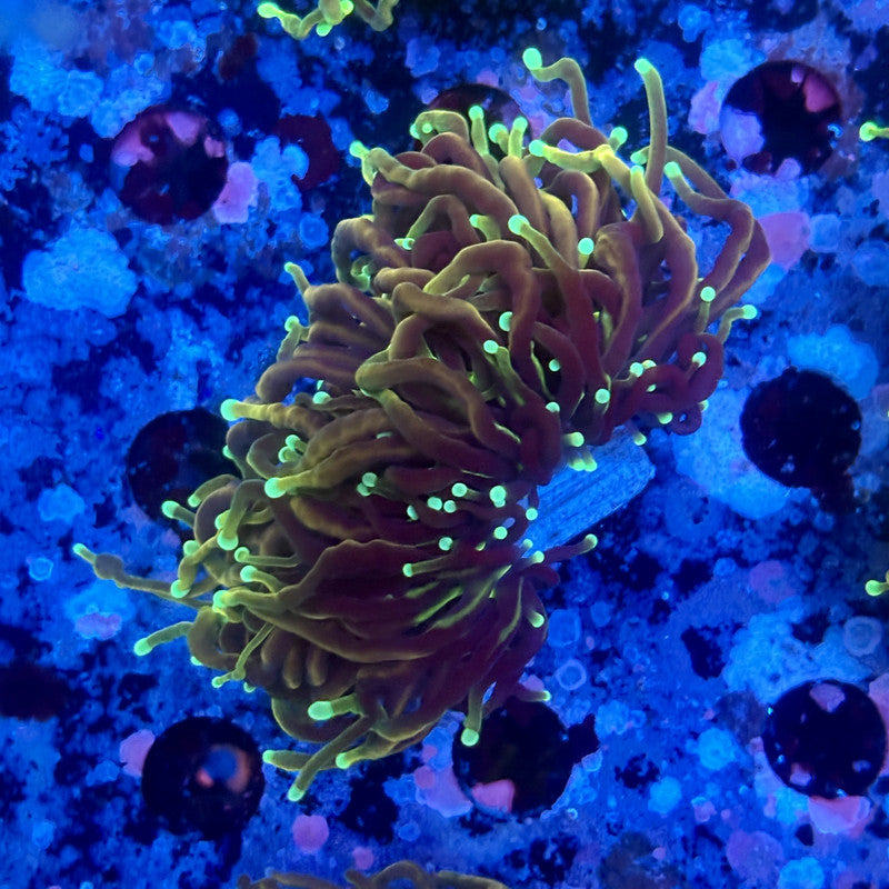 X5-02-M11 || 2 Head Hell Fire Torch WYSIWYG