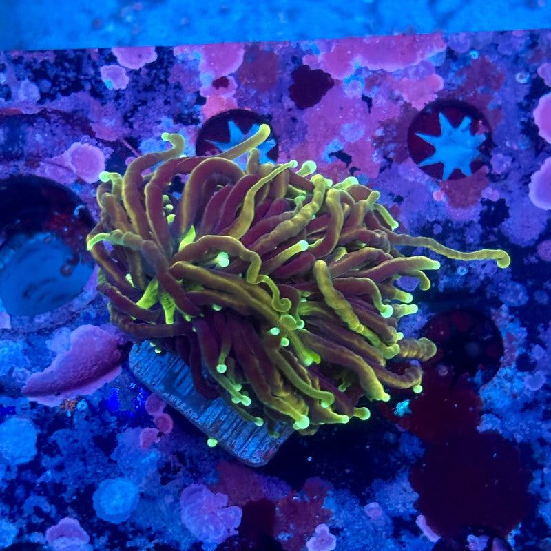 X5-04-M11 || 2 Head Hell Fire Torch WYSIWYG