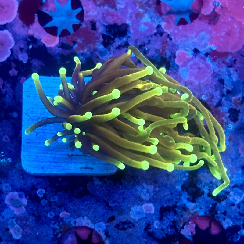 X5-08-M11 || 1 Head Hell Fire Torch WYSIWYG