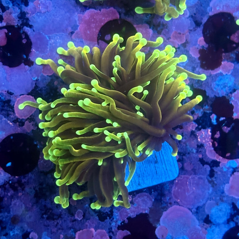 X5-09-M11 || 2 Head Hell Fire Torch WYSIWYG