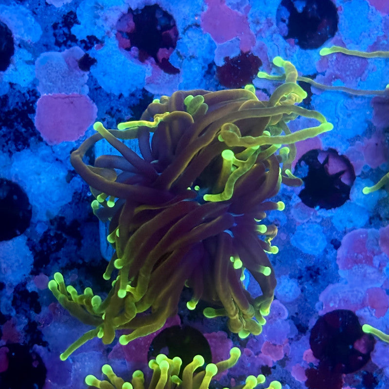 X5-10-M11 || 1 Head Dragon Soul Torch WYSIWYG