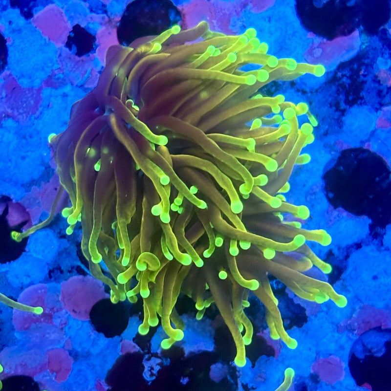 X5-14-M11 || 2 Head Dragon Fire Torch WYSIWYG