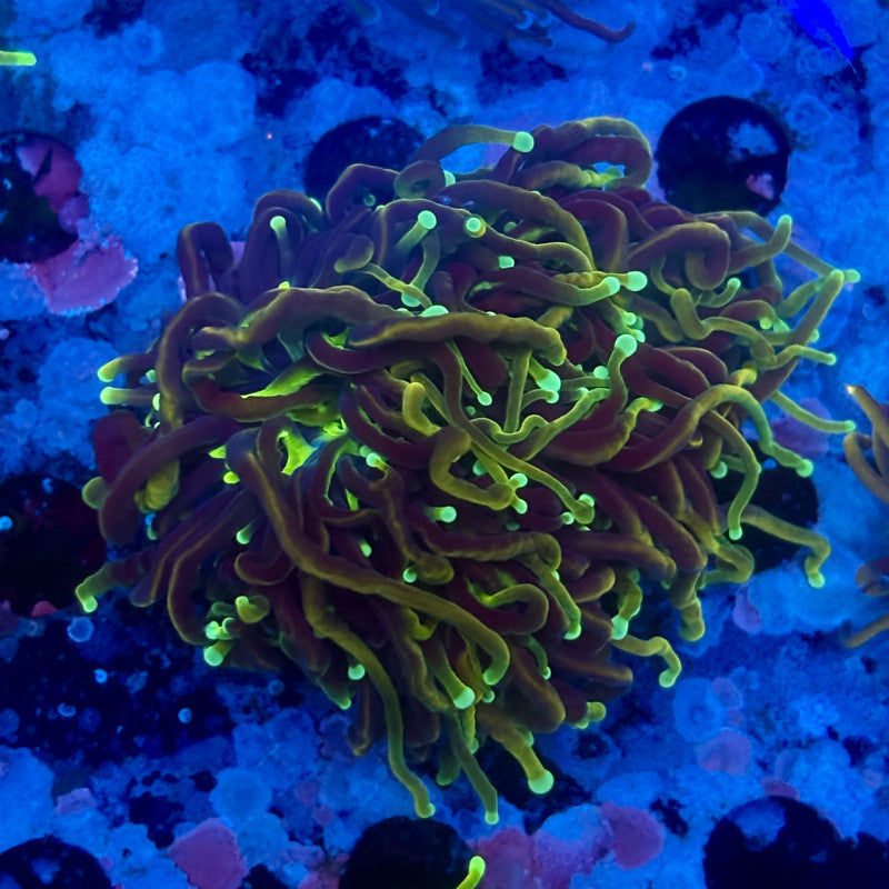 X5-15-M11 || 2 Head Dragon Fire Torch WYSIWYG