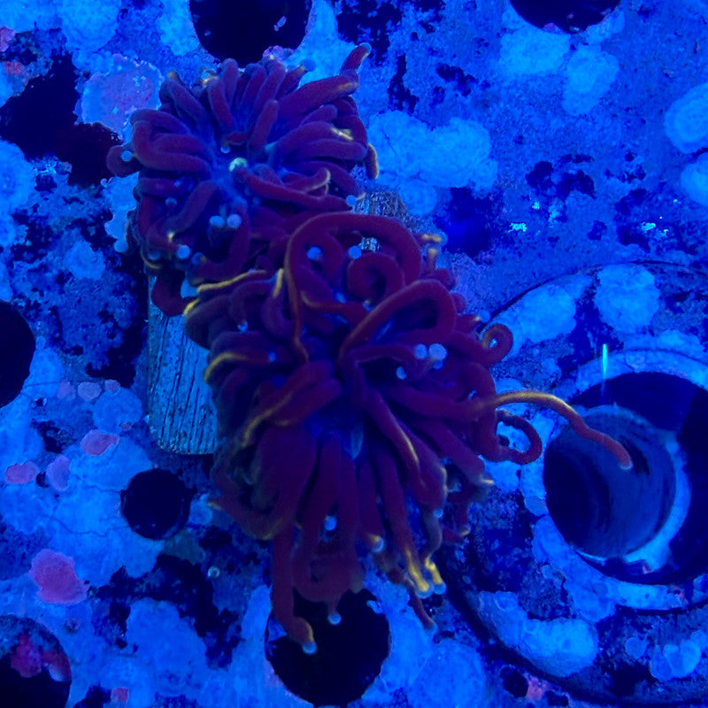 X5-17-M11 || 2 Head Indo Gold Torch WYSIWYG