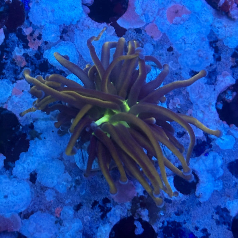 X5-18-M11 || 1 Head New York Knicks Torch WYSIWYG