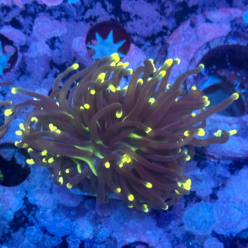 X5-20-M11 || 2 Head Rasta Torch WYSIWYG