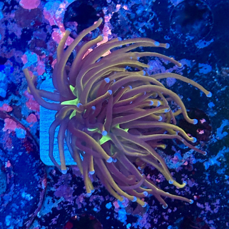 Y1-01-M11 || 1 Head New York Knicks Torch WYSIWYG