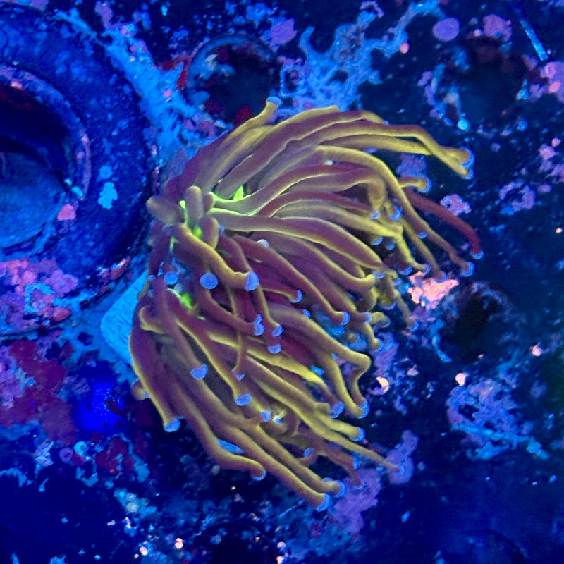 Y1-04-M11 || 2 Head New York Knicks Torch WYSIWYG