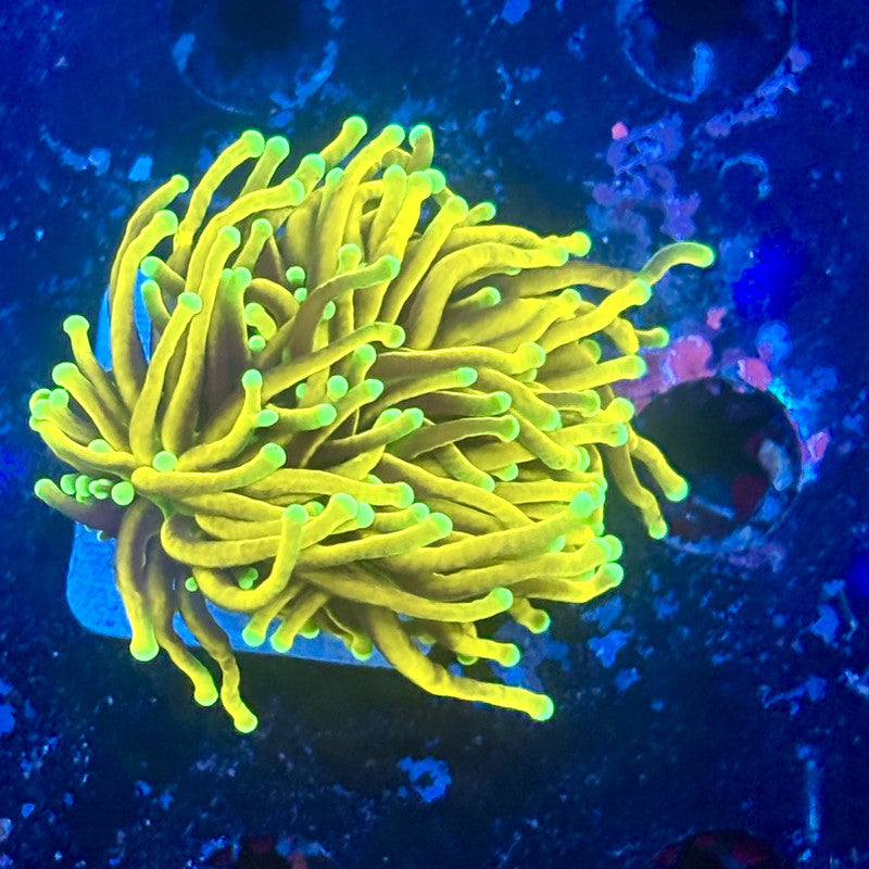 Y1-05-M11 || 1 Head Holy Guacamole Torch WYSIWYG