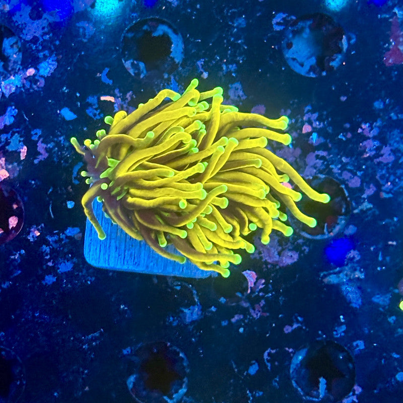 Y1-06-M11 || 1 Head Holy Guacamole Torch WYSIWYG