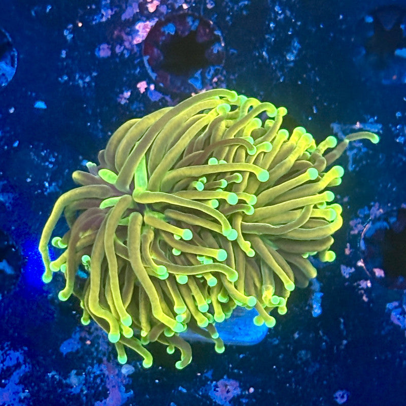 Y1-07-M11 || 2 Head Holy Guacamole Torch WYSIWYG