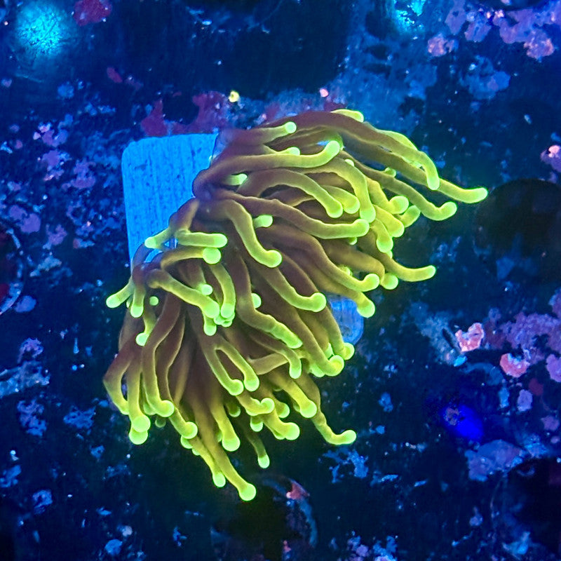 Y1-10-M11 || 1 Head Dragon Soul Torch WYSIWYG