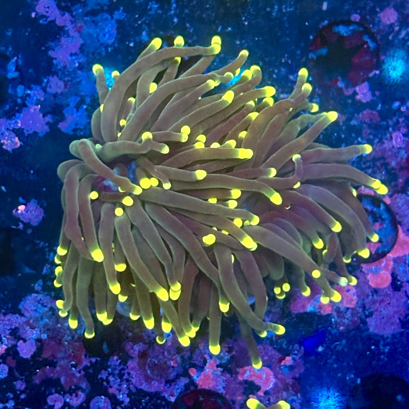 Y1-14-M11 || 2 Head Rasta Torch WYSIWYG