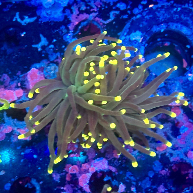 Y1-20-M11 || 1 Head Rasta Torch WYSIWYG