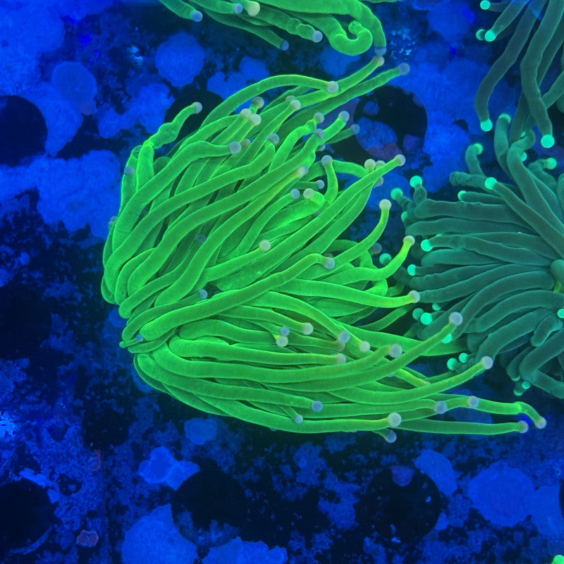 L3-02-M11 || 1 Head Malaysian Cotton Candy Torch WYSIWYG