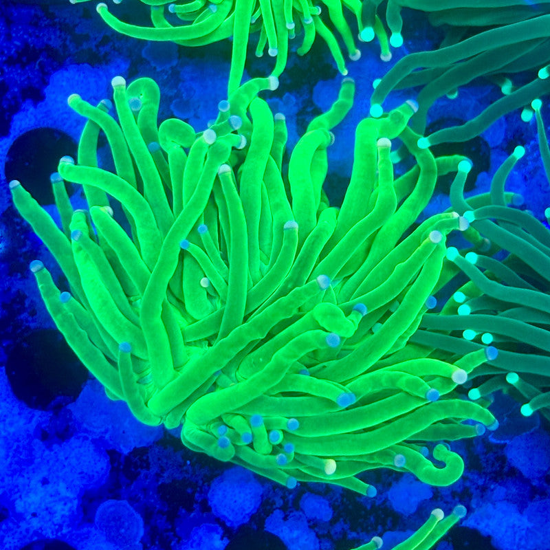 L3-03-M11 || 1 Head Malaysian Cotton Candy Torch WYSIWYG