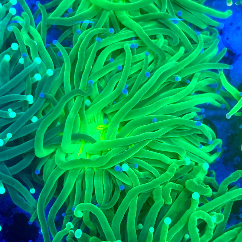 L3-11-M11 || 1 Head Todds Torch WYSIWYG