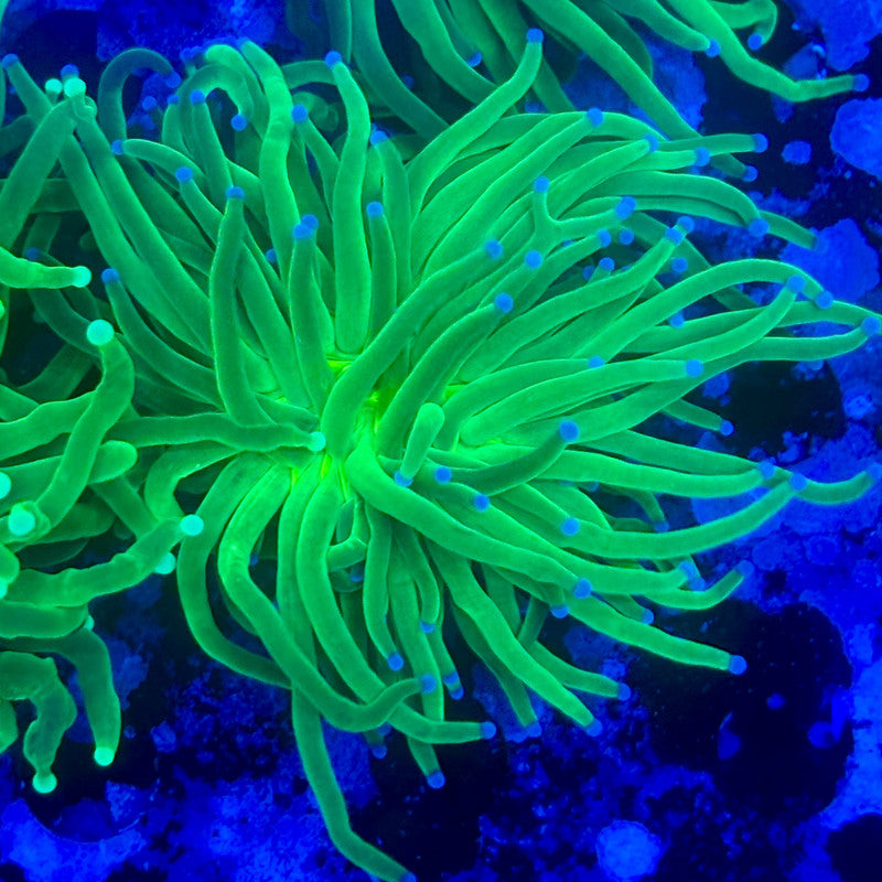 L3-13-M11 || 1 Head Todds Torch WYSIWYG