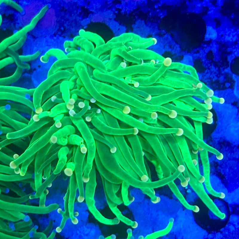 L3-16-M11 || 2 Head Pesto Green Torch WYSIWYG