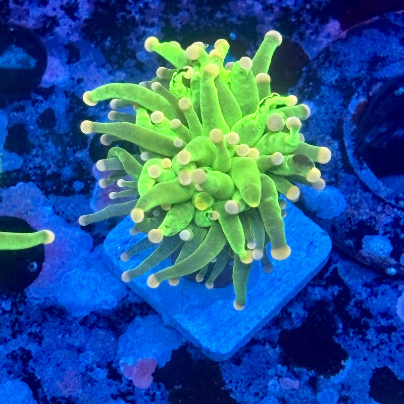 L3-20-M11 || 1 Head Malaysian Skittles Torch WYSIWYG