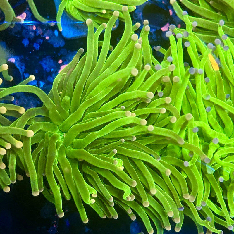 A5-06-M11 || 1 Head Cotton Candy Torch WYSIWYG