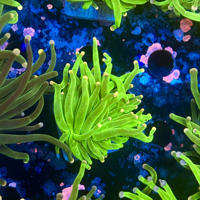 A5-07-M11 || 1 Head Cotton Candy Torch WYSIWYG