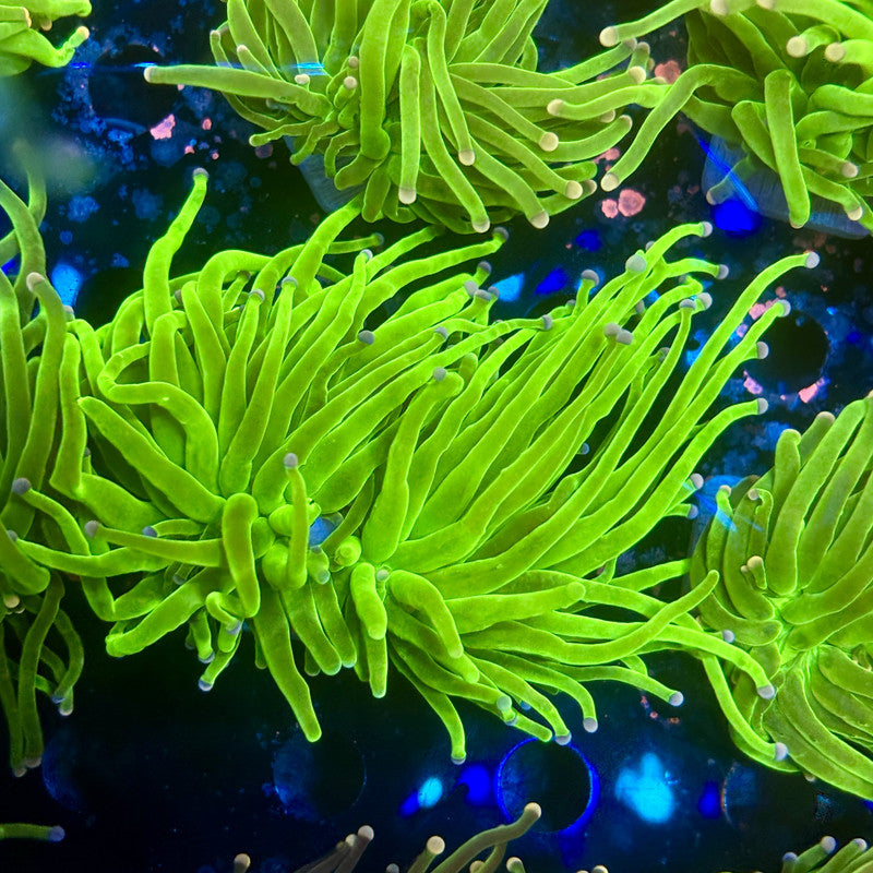 A5-10-M11 || 2 Head Malaysian Skittles Torch WYSIWYG