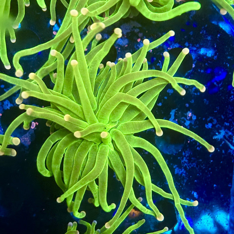 A5-18-M11 || 1 Head Cotton Candy Torch WYSIWYG