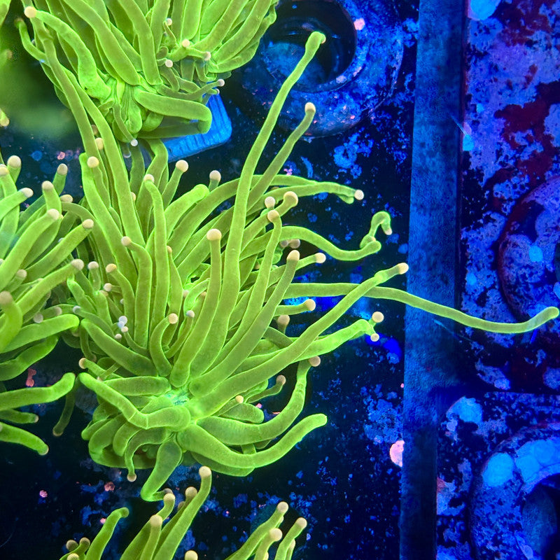 A5-19-M11 || 2 Head Cotton Candy Torch WYSIWYG