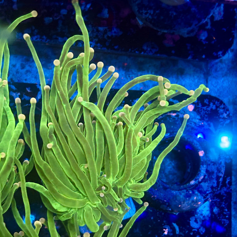 A5-20-M11 || 1 Head Cotton Candy Torch WYSIWYG