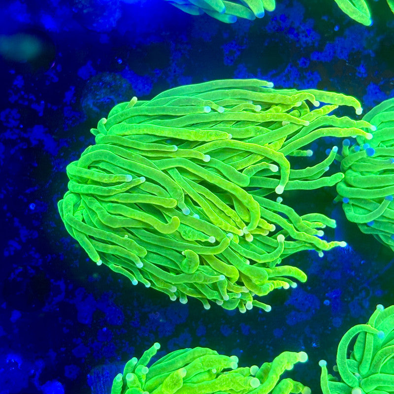 X1-02-M11 || 1 Head Holy Grail Torch WYSIWYG