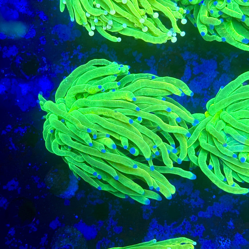 X1-03-M11 || 1 Head Holy Grail Torch WYSIWYG