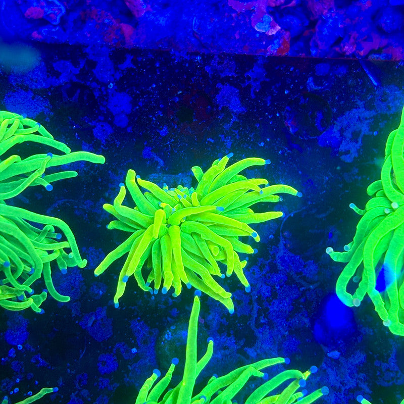 X1-16-M11 || 1 Head Holy Grail Torch WYSIWYG