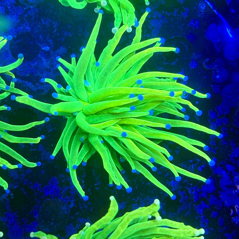 X1-19-M11 || 1 Head Holy Grail Torch WYSIWYG