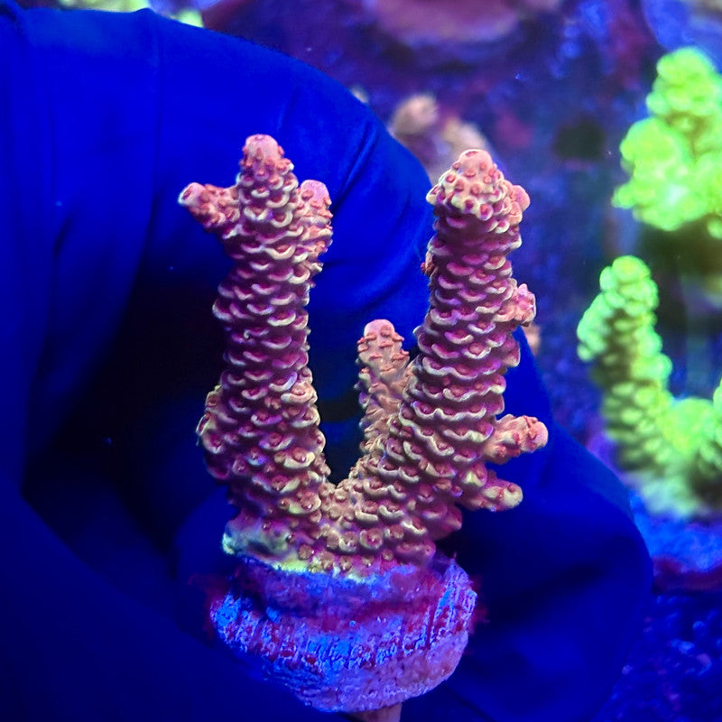 K5-B01-M12 || KFC Indo Millepora SPS Frag WYSIWYG