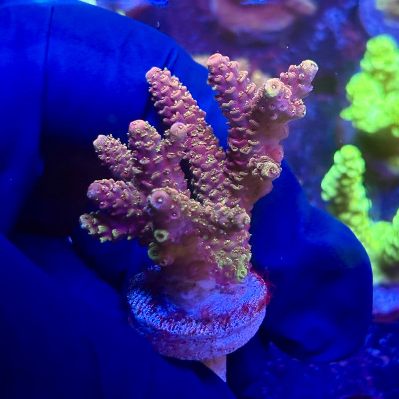 K5-C01-M12 || KFC Indo Millepora SPS Frag WYSIWYG