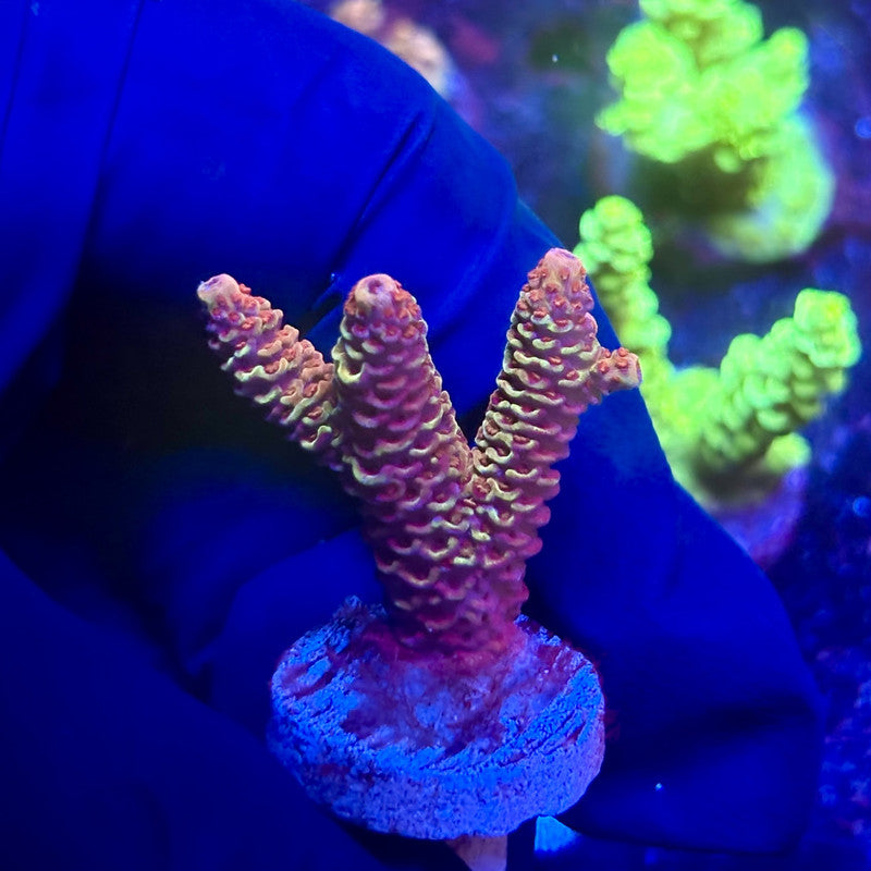 K5-C07-M12 || KFC Indo Millepora SPS Frag WYSIWYG