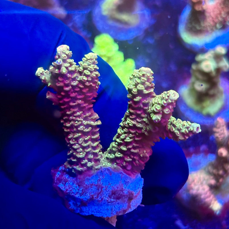 K5-D04-M12 || KFC Indo Millepora SPS Frag WYSIWYG