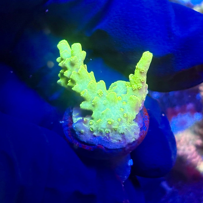 K5-D05-M12 || KFC Indo Smooth Skin SPS Frag WYSIWYG