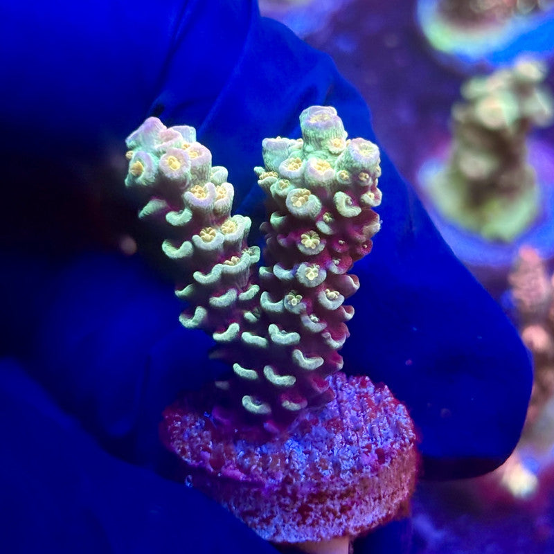 K5-E05-M12 || KFC Indo Tenuis SPS Frag WYSIWYG