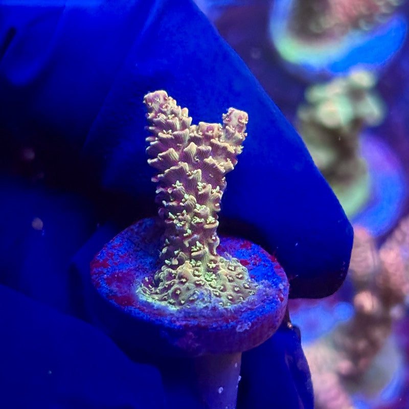 K5-E06-M12 || KFC Indo Tenuis SPS Frag WYSIWYG